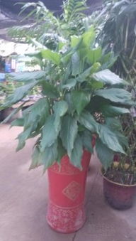 蘇州綠植租擺與園藝服務 打造商務與生活空間的自然美學