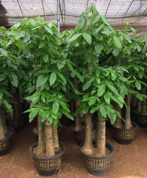 深圳專業花卉綠植服務 租借、銷售與養護的一站式解決方案