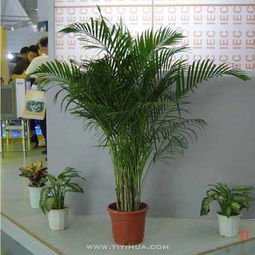 無錫企業綠植租擺服務 花卉租賃，為您的空間注入自然活力