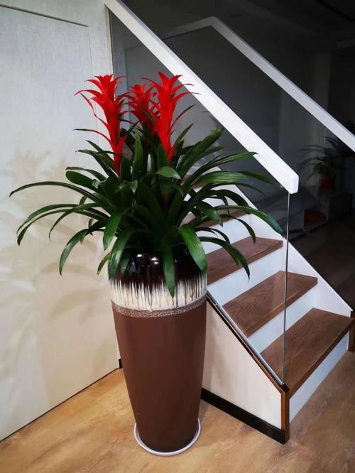 深圳辦公室花卉綠植租擺服務 美化空間，煥發企業活力