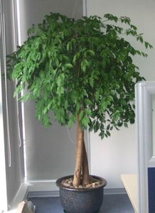 天心區綠植花卉租擺服務專家——長沙久綠園藝，全方位美化您的空間