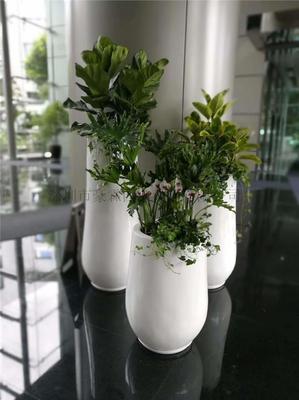 綠色生活新選擇 專業花草綠植租賃與批發零售服務