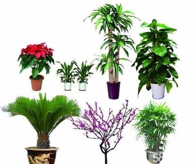 南京辦公與家居綠意煥新 花卉綠植租賃與私家花園設計全解析