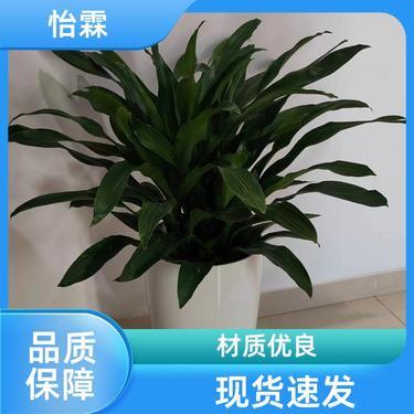 綠意盈門 北京花卉苗圃基地批發與租借服務詳解
