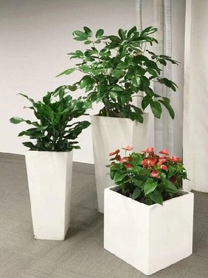 北京辦公室花卉租擺指南 朝陽區京廣橋綠植租賃全攻略