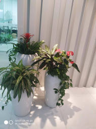 綠色生活，觸手可及 花卉綠植租借的全方位指南