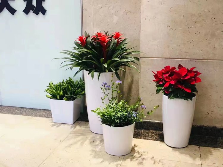 北京辦公室綠植租賃 盆栽植物出租與批發租擺全面指南