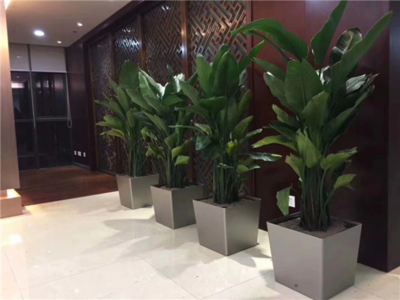辦公環境美化首選 虹口區開業綠植花卉租賃養護服務