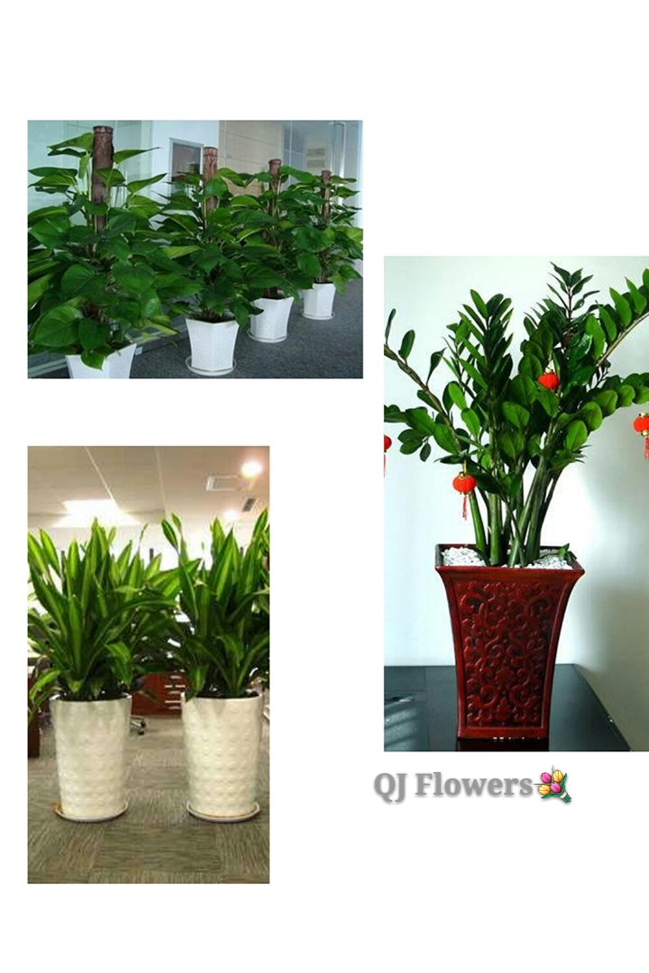 太原綠植花卉銷售租賃 打造酒店與辦公室的綠色空間