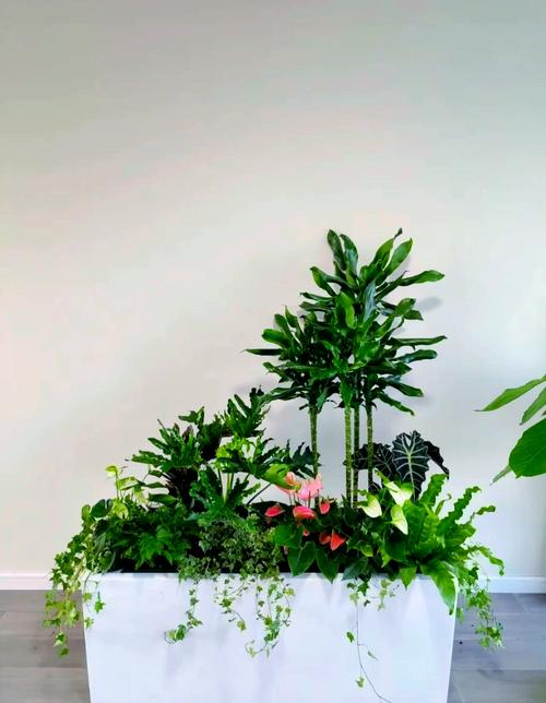 賓館綠植花卉租賃服務 美化空間、降低成本的智慧之選