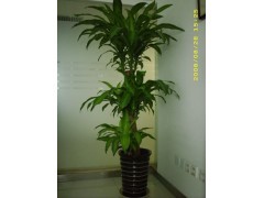 北京辦公室綠植租賃 為辦公空間注入生機與活力