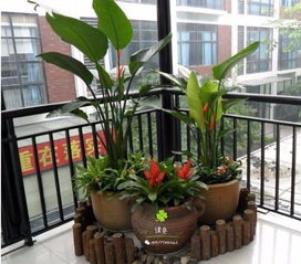上海綠植租擺 打造城市中的自然綠洲