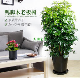 紹興花卉綠植出租 免費定制方案，滿足您對綠色空間的所有想象