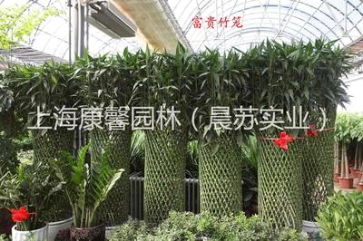 花卉綠植租借 在線刪除服務指南與注意事項