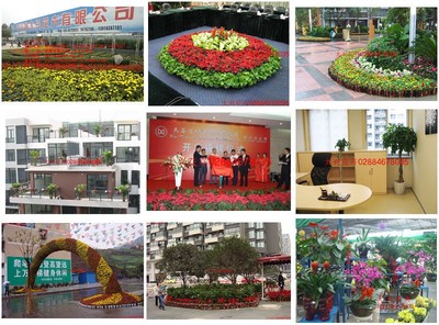 成都花卉植物租賃產業現狀與發展趨勢 以綠植出租基地助推區域生態文明