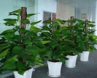 天津綠植租賃與花卉配送服務全攻略 打造室內自然生態